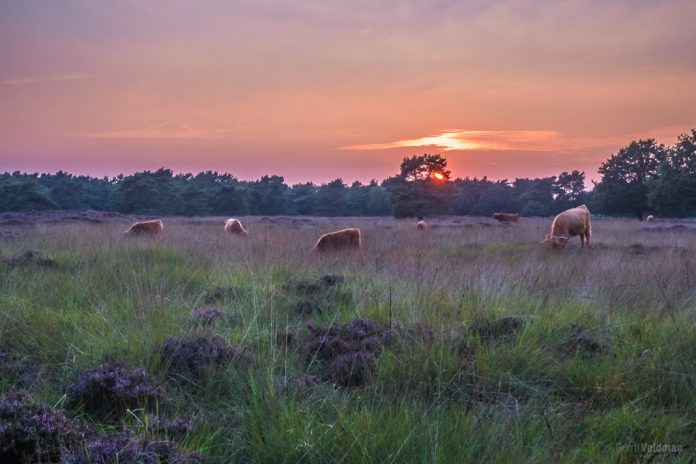 Zonsondergang op het Groote Zand bij Hooghalen