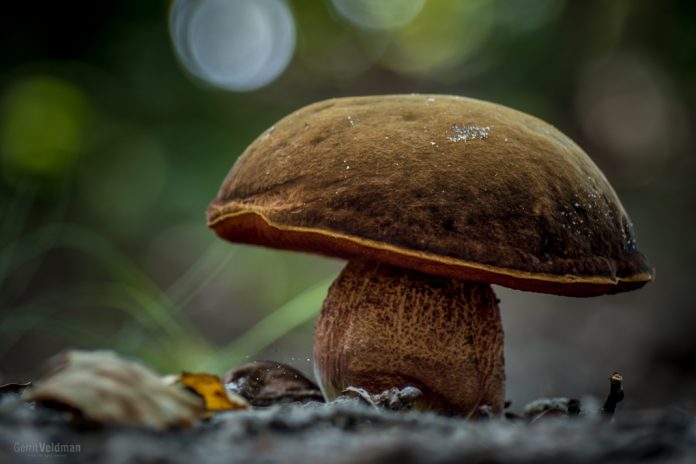 Is dit een gewone heksenboleet?