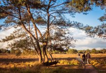 Avondwandeling op de hei