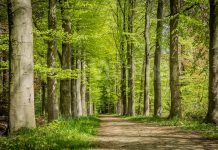 Bospad op Landgoed de Horte