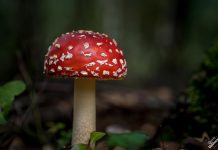 Paddestoelen op het Roggebotzand