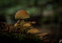 Paddenstoelen in het Engelse Werk in Zwolle