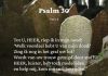 Berijming van Psalm 30
