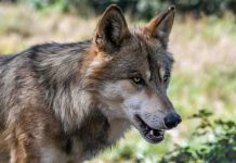 Moet de mens opzij voor de wolf?