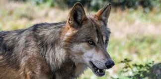 Moet de mens opzij voor de wolf?